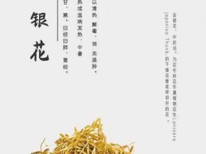 通水管 TXL 金银花原文：高效疏通管道的绿色环保产品