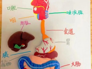 我成了生物课的教具，一款可重复使用的生物模型