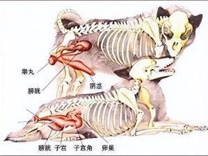 人狗配种指南：科学繁殖的关键步骤