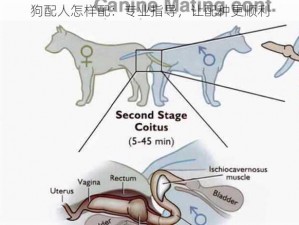 狗配人怎样配：专业指导，让配种更顺利