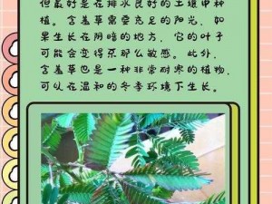 含羞草成年实验所：研究含羞草的成熟过程和特性