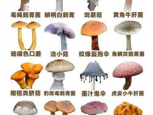 黑蘑菇为什么这么黑？如何挑选优质黑蘑菇？怎样辨别真假黑蘑菇？