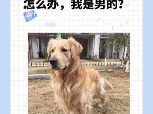 宠物安全门：我和我家大金毛卡住后怎么自救