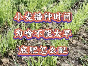 韩国朋友家的麦子是怎样种植的？有哪些经验可以借鉴？