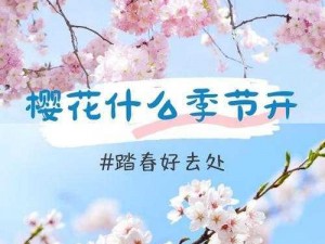 如何进入樱花官方网站及产品介绍