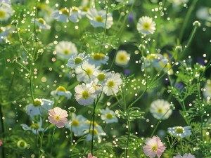 野花韩国中文版免费观看—哪里可以找到野花韩国中文版免费观看的资源呢？求告知相关渠道