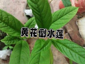 倒插莲花是什么意思？这款产品能让你轻松解决难题