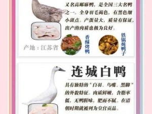 鸭子一天最多接几个客、：关于鸭子一天最多能接几个客这一问题的探讨与分析