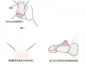 变长变大变粗的有效方法