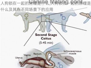 人狗锁在一起的原理是什么,人狗锁在一起的原理是什么及其在不同场景下的应用