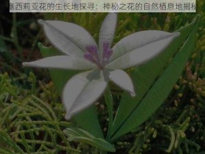 塞西莉亚花的生长地探寻：神秘之花的自然栖息地揭秘