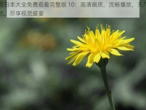 野花日本大全免费观看完整版 10：高清画质，流畅播放，无广告干扰，尽享视觉盛宴