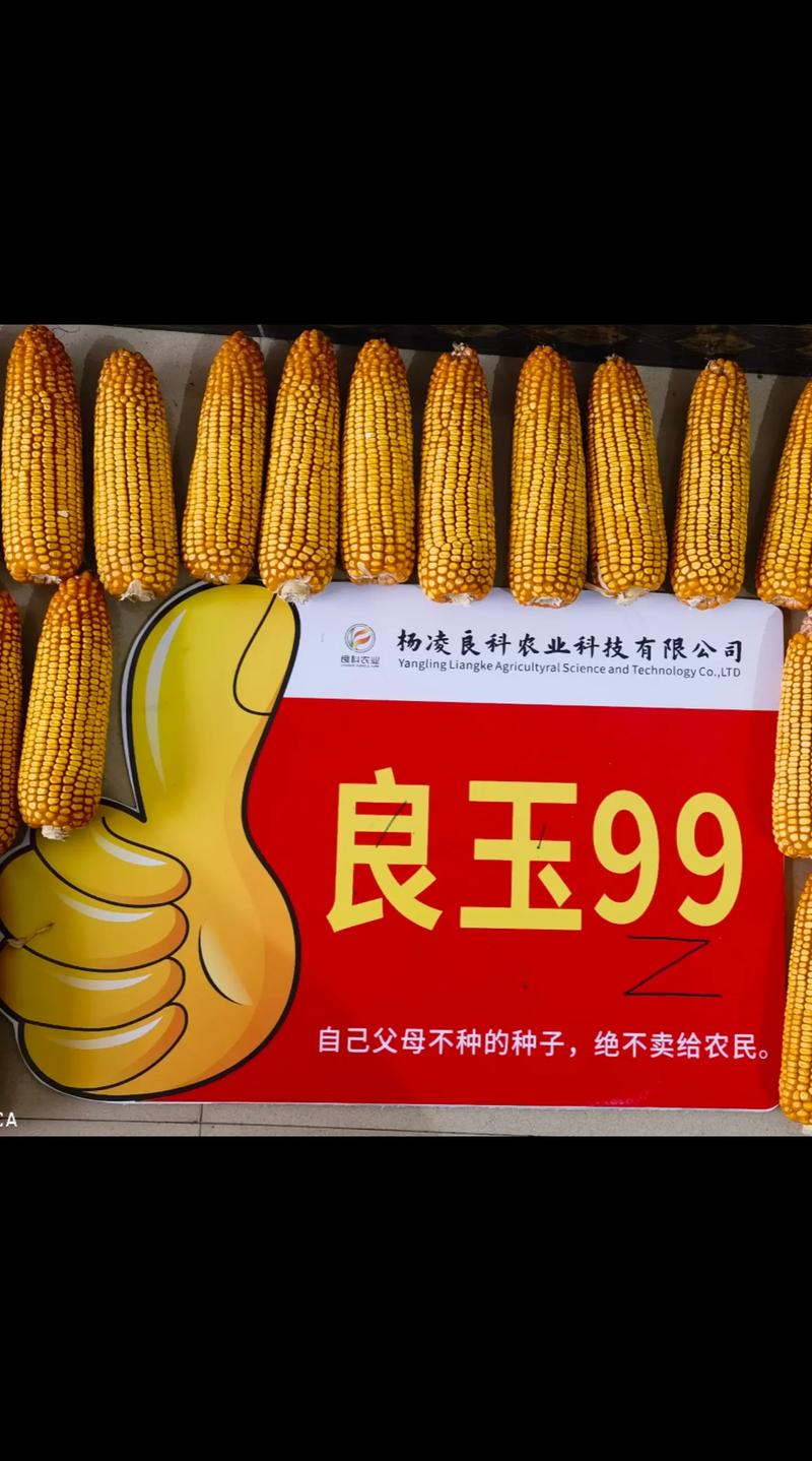 需要爸爸播种美国玉米种子,助你丰收创富