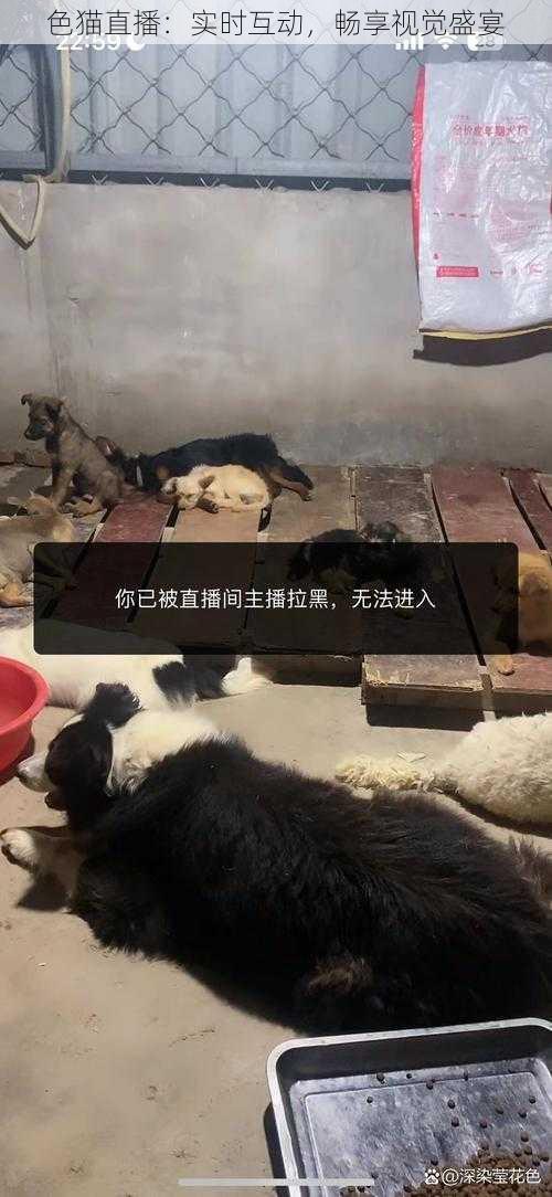 色猫直播：实时互动，畅享视觉盛宴