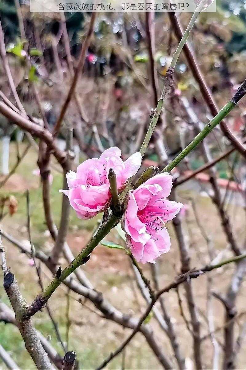 含苞欲放的桃花，那是春天的嘴唇吗？