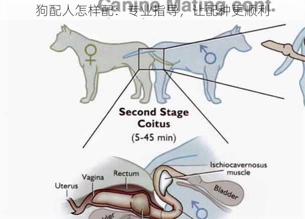 狗配人怎样配：专业指导，让配种更顺利