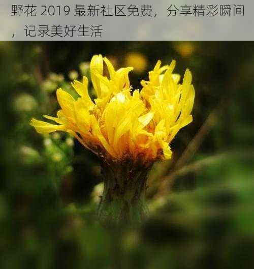 野花 2019 最新社区免费，分享精彩瞬间，记录美好生活