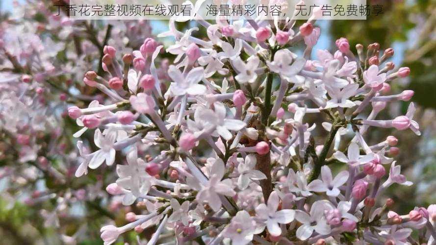 丁香花完整视频在线观看，海量精彩内容，无广告免费畅享