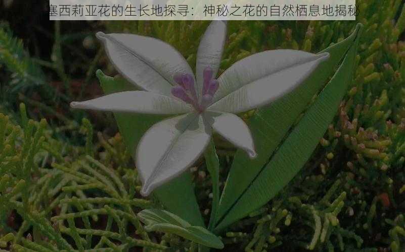 塞西莉亚花的生长地探寻：神秘之花的自然栖息地揭秘