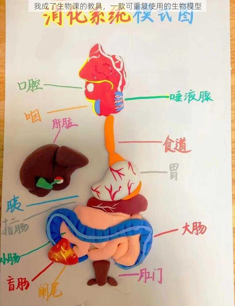 我成了生物课的教具，一款可重复使用的生物模型