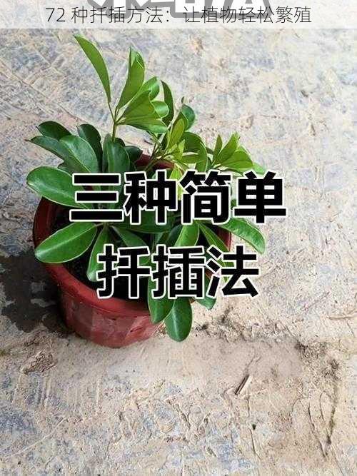 72 种扦插方法：让植物轻松繁殖