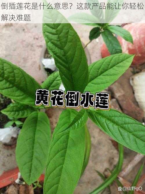 倒插莲花是什么意思？这款产品能让你轻松解决难题