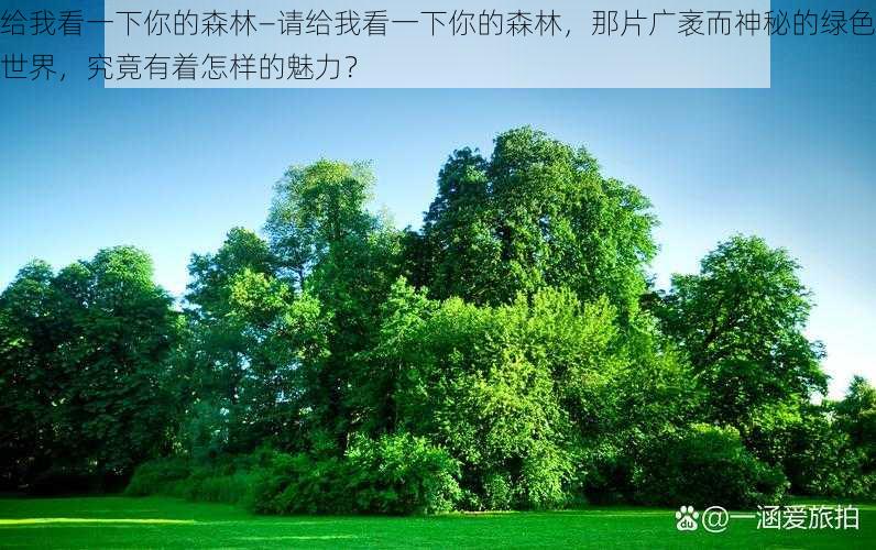 给我看一下你的森林—请给我看一下你的森林，那片广袤而神秘的绿色世界，究竟有着怎样的魅力？