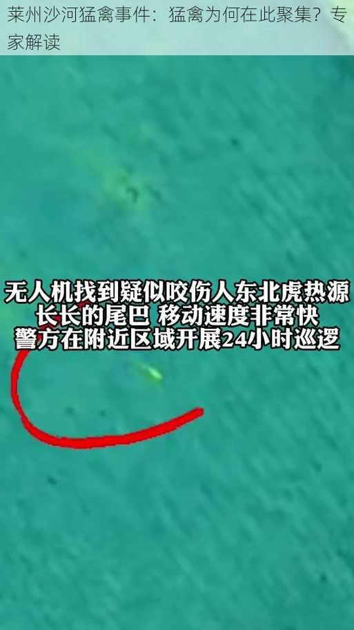 莱州沙河猛禽事件：猛禽为何在此聚集？专家解读