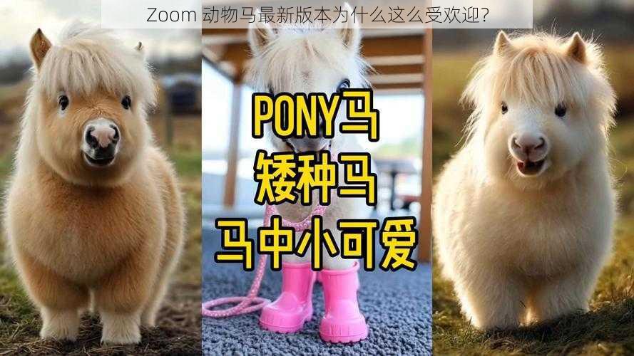 Zoom 动物马最新版本为什么这么受欢迎？