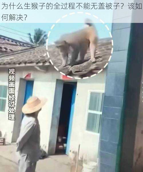 为什么生猴子的全过程不能无盖被子？该如何解决？