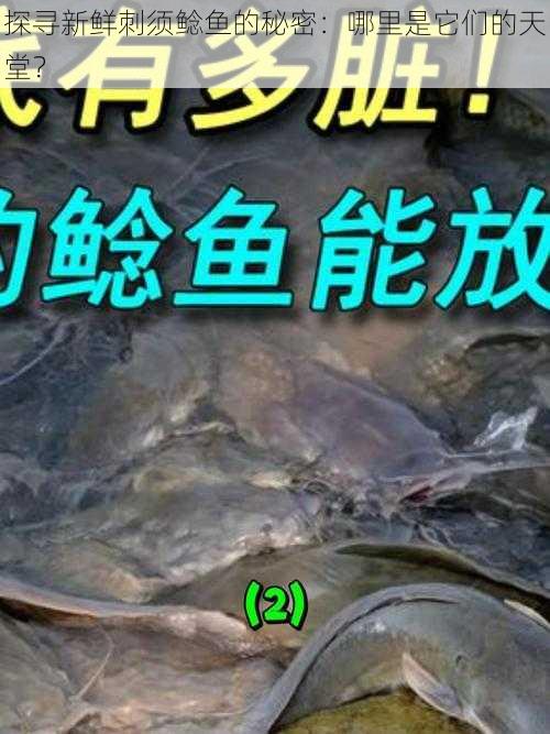 探寻新鲜刺须鲶鱼的秘密：哪里是它们的天堂？