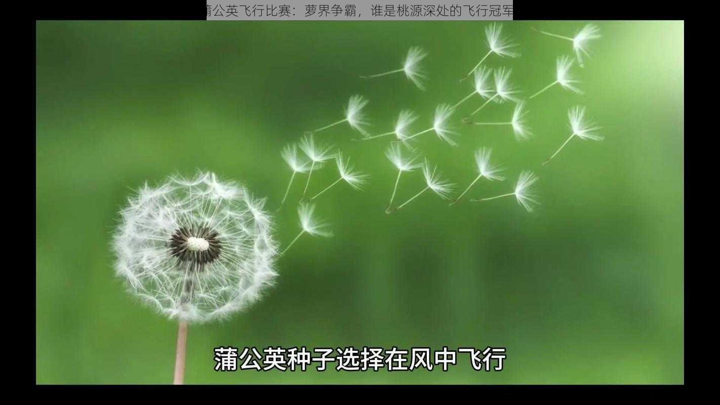 蒲公英飞行比赛：萝界争霸，谁是桃源深处的飞行冠军？